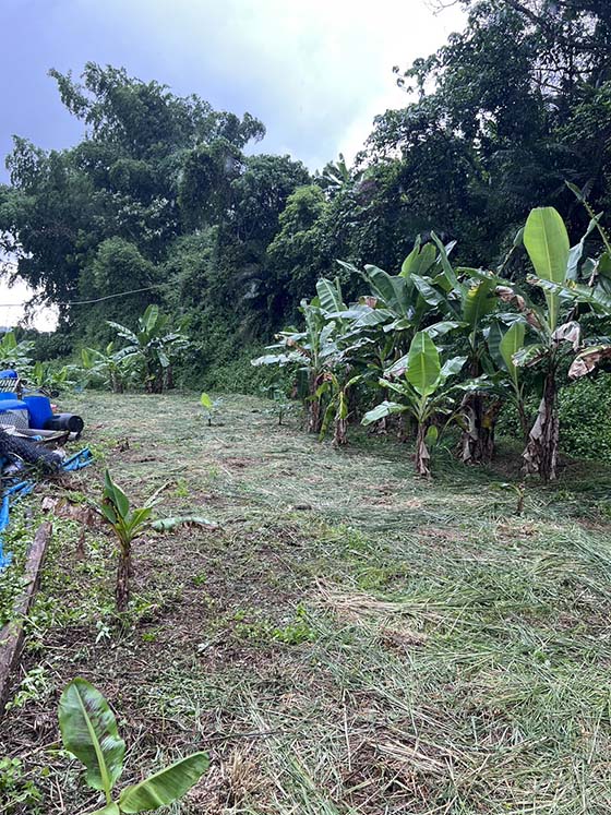 彰化割草竹山空地割草
