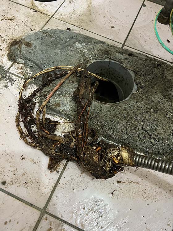 �ˤs���q�����q�T��