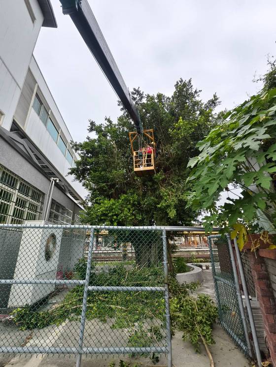 新營區 新營火車站樹木修剪工程