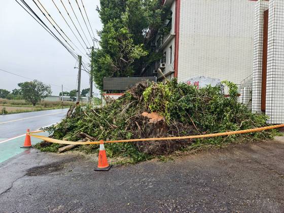 官田區 陽明工商學校樹木修剪