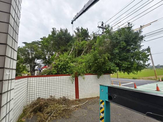 官田區 陽明工商學校樹木修剪