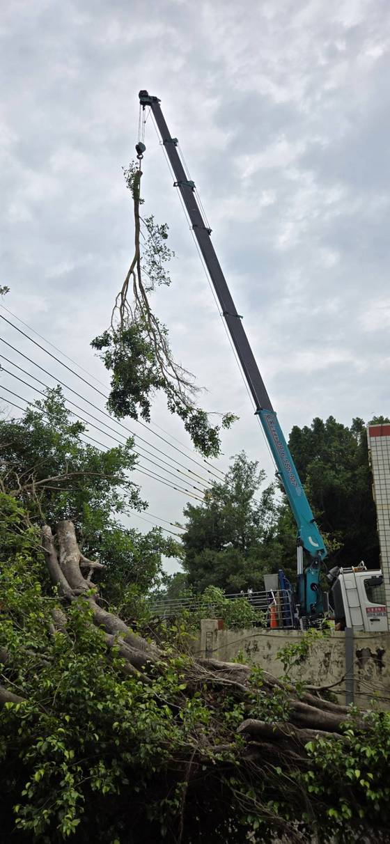 官田區 陽明工商學校樹木修剪