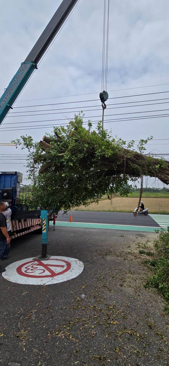官田區 陽明工商學校樹木修剪