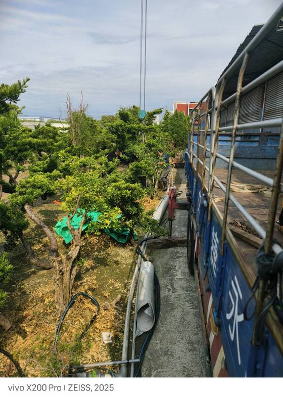 高雄市永安區移樹木