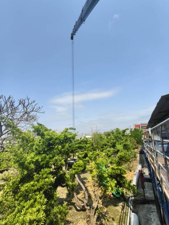 高雄市永安區移樹木