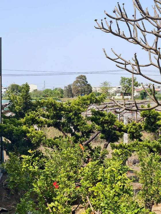 高雄市永安區移樹木