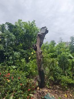 台南市安平區樹木修剪 維護