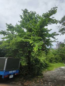 台南市安平區樹木修剪 維護