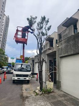 台南市安平區樹木修剪 維護