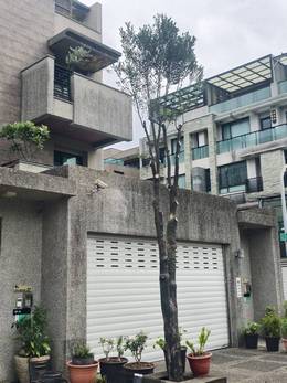 台南市安平區樹木修剪 維護