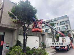 台南市安平區樹木修剪 維護