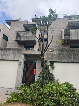 台南市安平區樹木修剪 維護