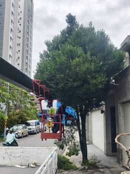 台南市安平區樹木修剪 維護