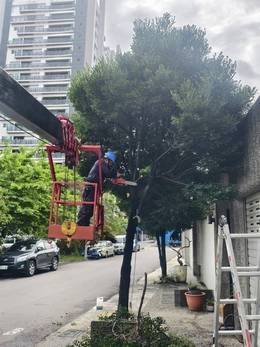 台南市安平區樹木修剪 維護