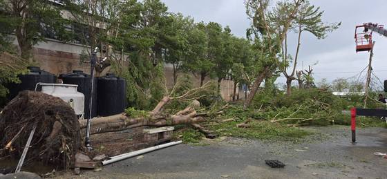 台南新營區 樹木倒塌修剪