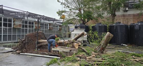 台南新營區 樹木倒塌修剪