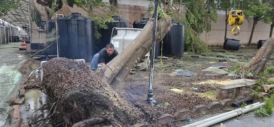 台南新營區 樹木倒塌修剪