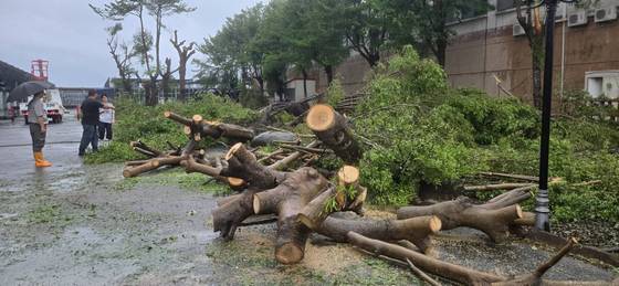 台南新營區 樹木倒塌修剪