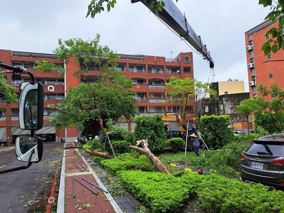 永康區南台學校樹木整修