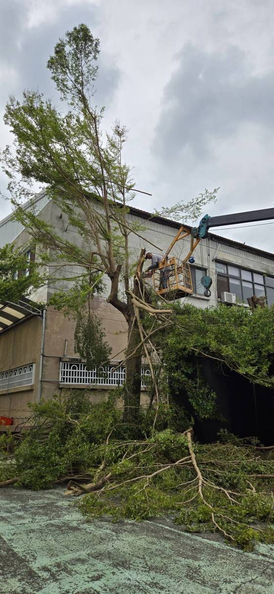 台南新營區修剪樹木全矮化工程