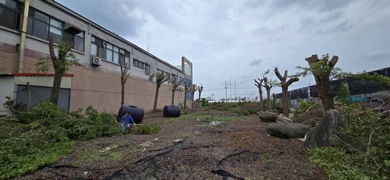 台南新營區修剪樹木全矮化工程