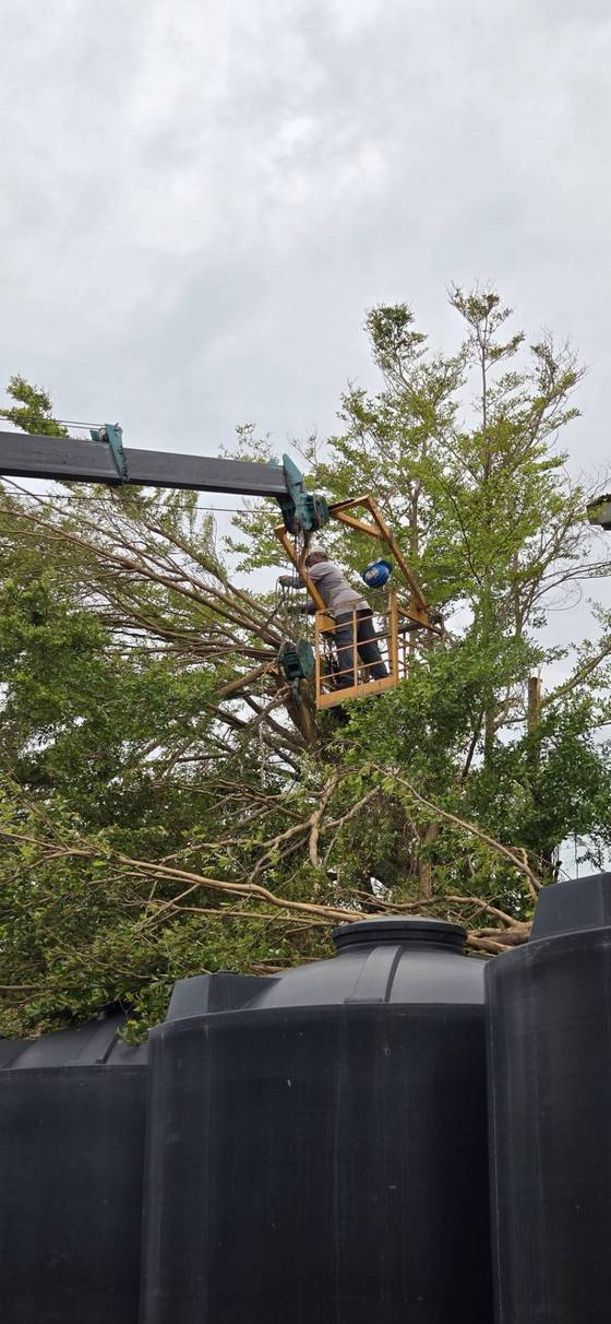 台南新營區修剪樹木全矮化工程