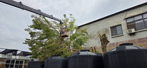 台南新營區修剪樹木全矮化工程