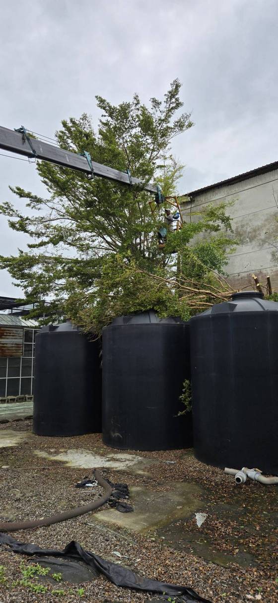 台南新營區修剪樹木全矮化工程