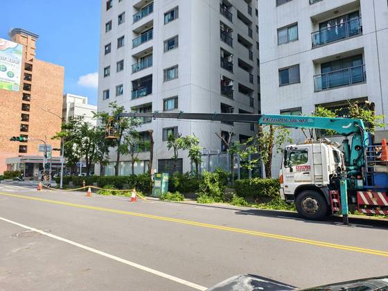 台南安平區 固定籠樹木修剪
