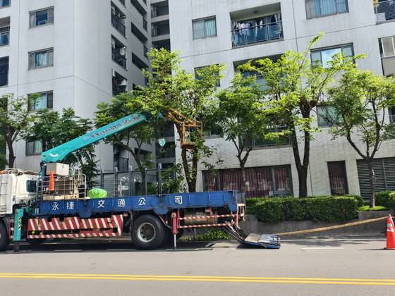 台南安平區 固定籠樹木修剪