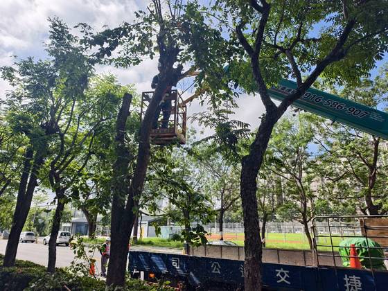 台南安平區 固定籠樹木修剪