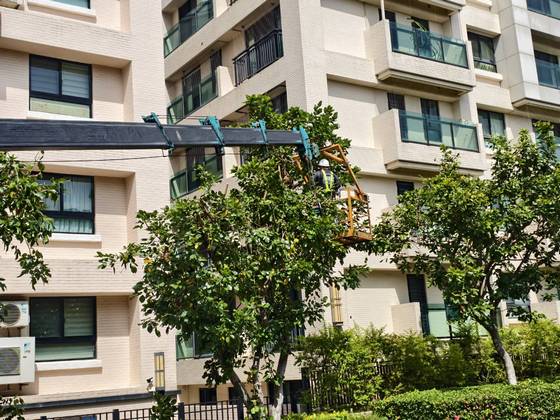 南區固定籠定期數木修剪