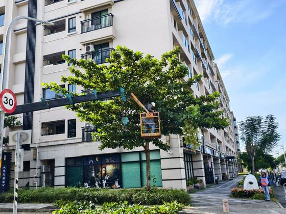 南區固定籠定期數木修剪